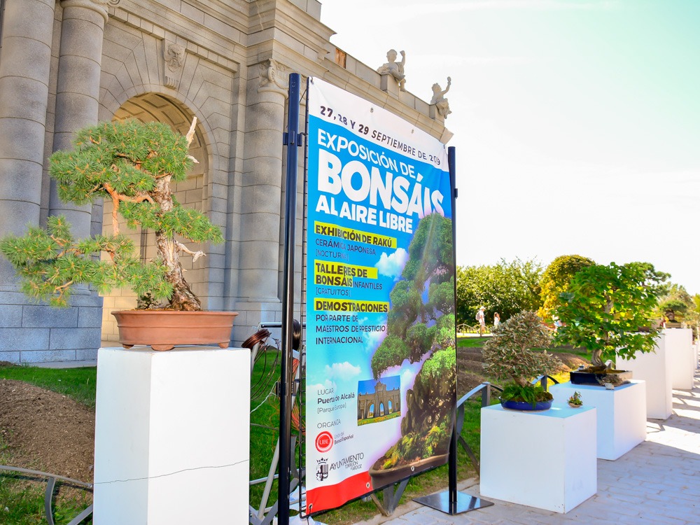 Exposición de bonsáis